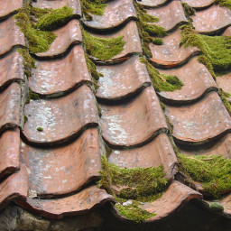 roof_algae_lichen_cleaning_biocide_sydney_northern_beaches_nsw.jpg