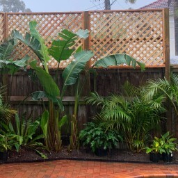carpentry_fence_sydney_north_shore_nsw.jpg
